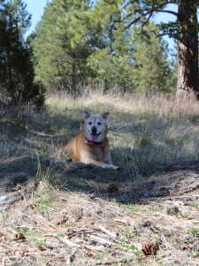 Sheridan resting in the shade